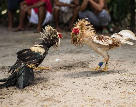 Cockfighting 